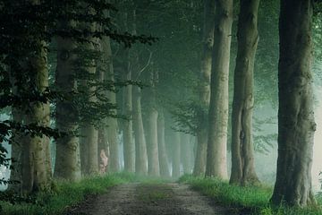 Early morning by Martin Podt