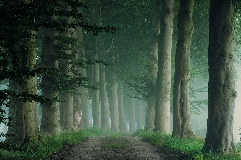 Mistige morgen in het bos van Martin Podt