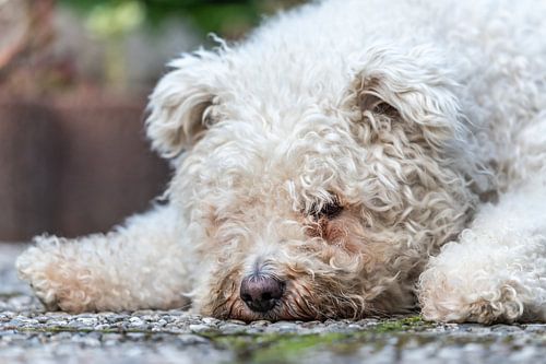 Un chien Pumi blanc est allongé sur le sol et a l'air triste.