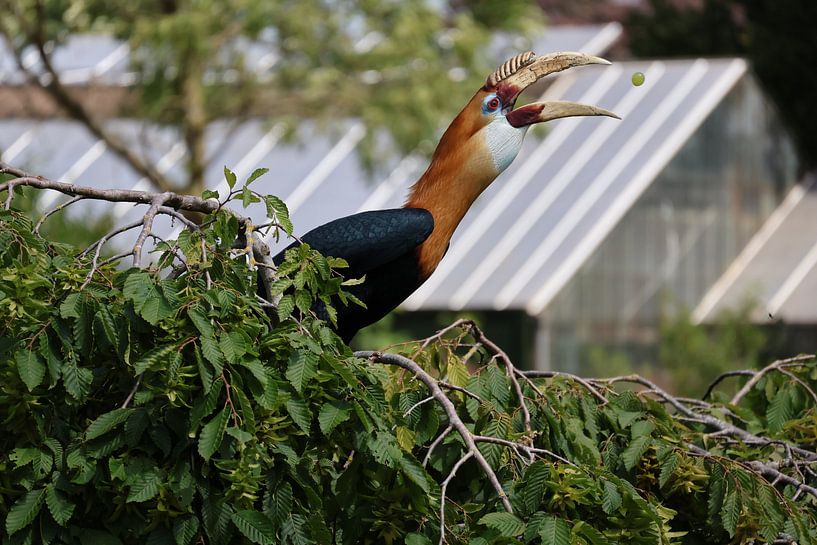 Animals and Nature by Lennart Mans
