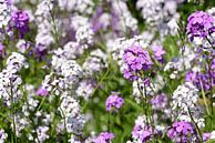 Witte en paarse nachtviooltjes op een bloemenweide van Ulrike Leone thumbnail