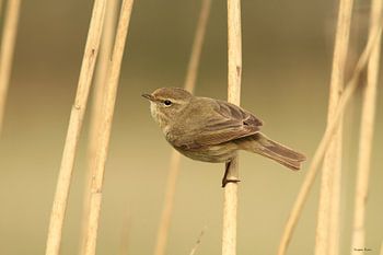 Chiffchaff