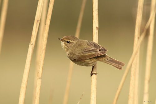 Chiffchaff