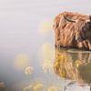 Schotse Hooglander in het water. van natascha verbij