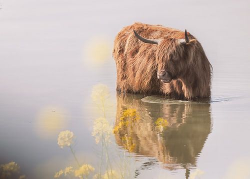 Schotse Hooglander in het water.