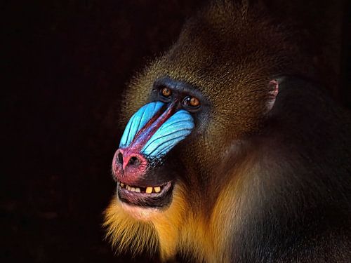 The Smiling Mandrill