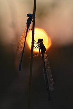 Samen genieten van de zonsondergang