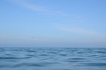 Seabirds flying off the coast of Wales, UK by Christa Stroo photography