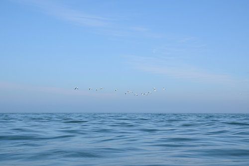 Oiseaux de mer volant au large des côtes du Pays de Galles, UK