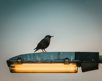 Der Star am Laternenpfahl in den Niederlanden