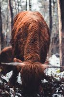 Schottischer Highlander