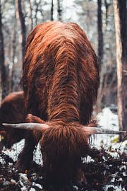 Scottish Highlander by Floor Schreurs