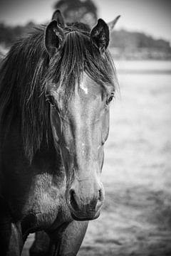 Paard portret zwart wit van Fotografie Julie VdB