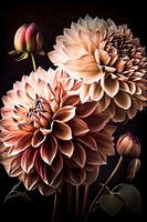 Dahlia schoonheid