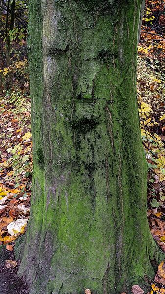 Dryade / natuurgeest &quot;gezicht in de boomschors&quot; van Flatfield