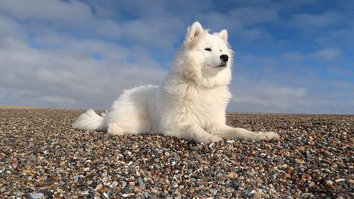 Samoyed