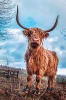 Schotse hooglander Cora stoer afgebeeld
