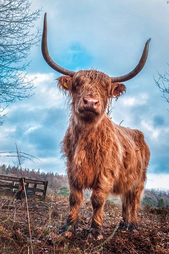Le Highlander écossais Cora en dur sur Miranda Heemskerk