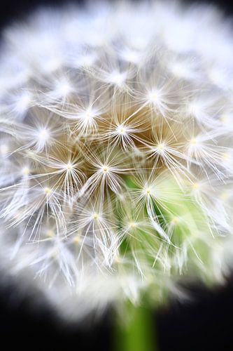 pusteblume
