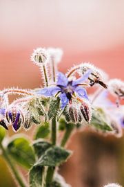 Purple flower in the morning dew by Lindy Schenk-Smit