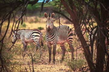 Namibië zebra's in de Etosha Pan van Jean Claude Castor