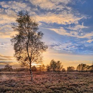 Orange Sonnenuntergang mit dramatischen Wolken und Birke tree_2 von Tony Vingerhoets