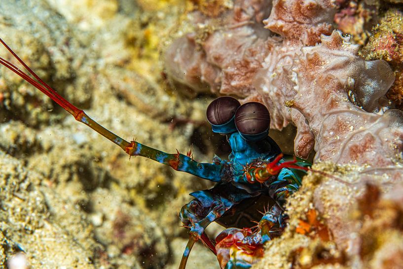mantis shrimp by Joey Bokkers