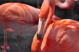 Flamingo  van Diana Edwards