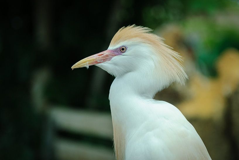 (koe)reiger van Ron Jobing
