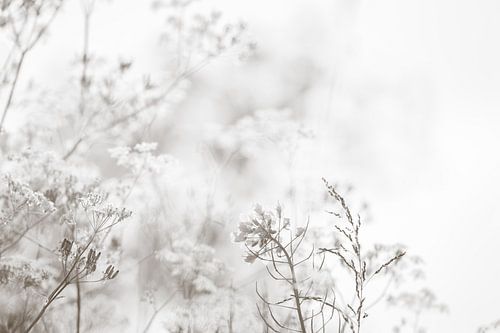Wildblumen in Schwarz und Weiß
