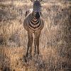 Zebra im National Park in Kenia von Marjolein van Middelkoop