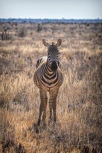 Zebra im National Park in Kenia von Marjolein van Middelkoop