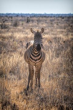 Zebra in Nationaal Park in Kenia