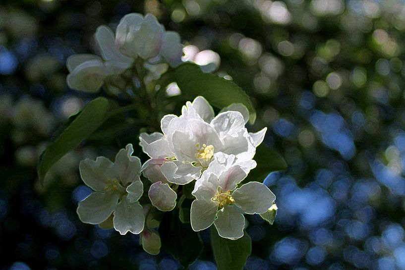 Apfelblütentraum van Renate Dohr