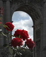 Red roses