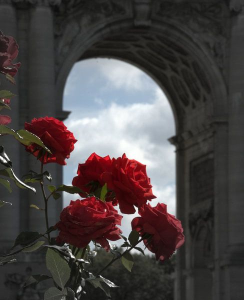 Red roses by J Y