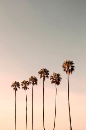 Palmen im Abendlicht von Melanie Viola