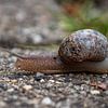 Un escargot dans la rue sur Shot By DiVa