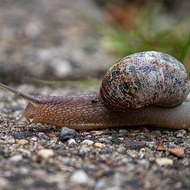 A snail in the street by Shot By DiVa