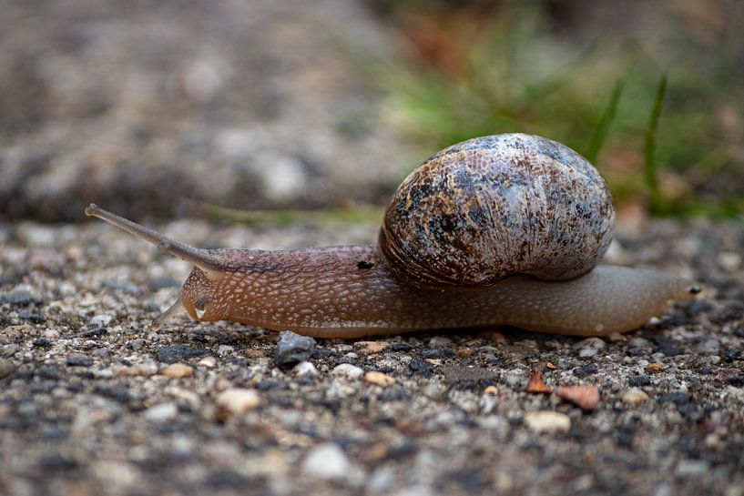 A snail in the street by Shot By DiVa