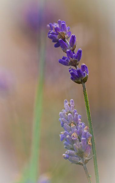 Lavendel van Lily Ploeg