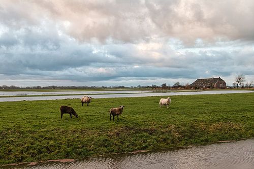 Schapen op het platteland van Groningen