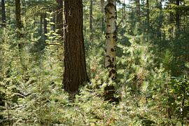 Wald mit Hintergrundbeleuchtung von Merijn van der Vliet