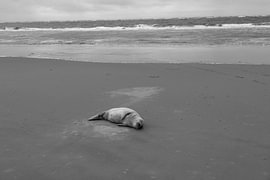 Bilder einer Kegelrobbe am Strand von Langeoog. von Bianca Meyering Fotos - BMF