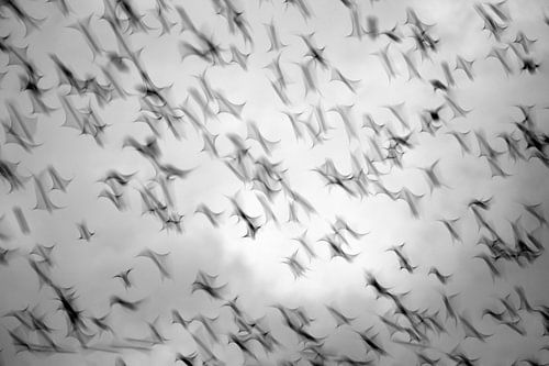 Spreeuwen op zijn Esschers in zwart wit