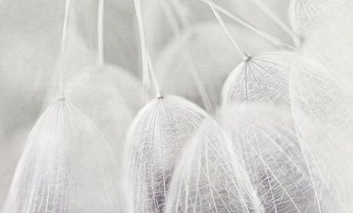 Zarte Schirmchen in weiß