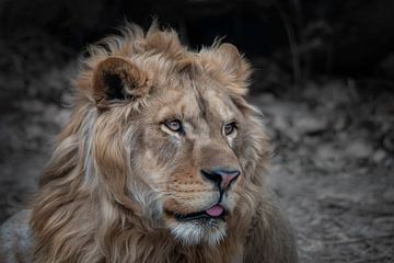 Portrait d'un lion sur Chihong