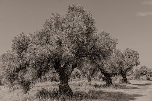 Olijfbomen in vintage sfeer
