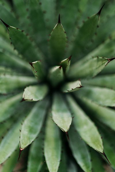 Cactus close-up van Wianda Bongen