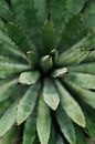 Cactus close-up van Wianda Bongen thumbnail